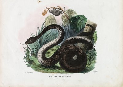 Boa Constrictor, 1863-79 von Raimundo Petraroja